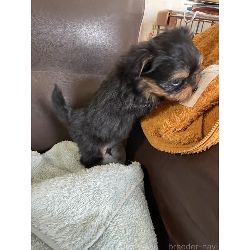 販売中の静岡県のヨーチー:ヨークシャーテリア×チワワ-425193の5枚目