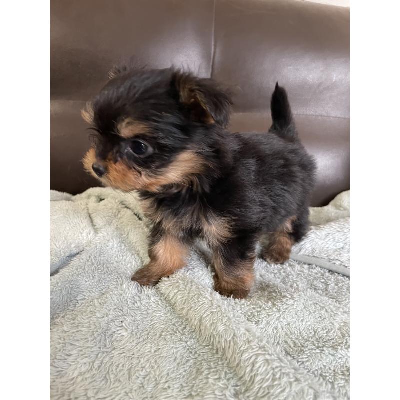 販売中の静岡県のヨーチー:ヨークシャーテリア×チワワ-425193の4枚目