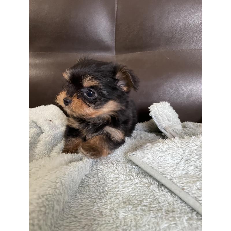 販売中の静岡県のヨーチー:ヨークシャーテリア×チワワ-425193の3枚目
