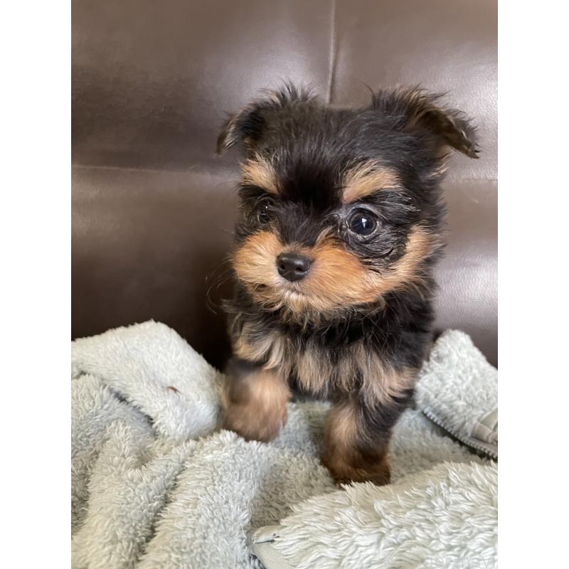販売中の静岡県のヨーチー:ヨークシャーテリア×チワワ-425193の2枚目