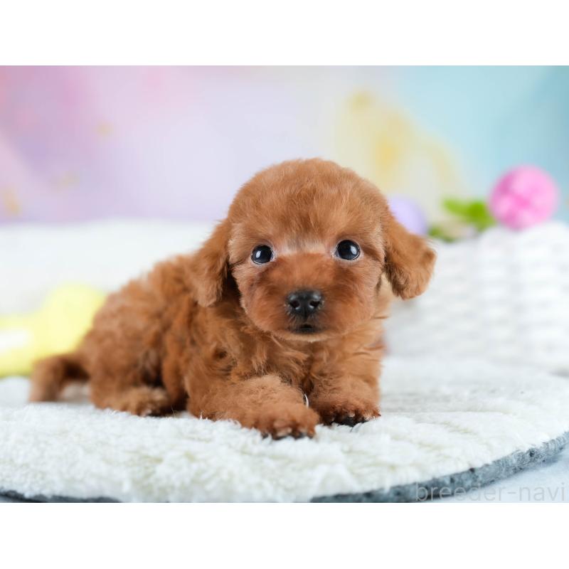 販売中の埼玉県のタイニープードル-431544の7枚目