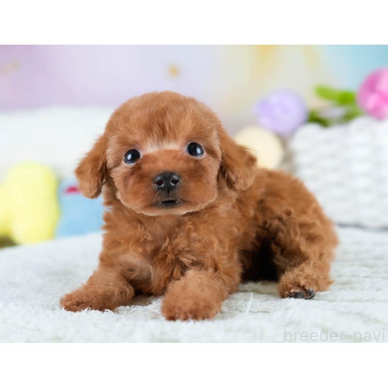 販売中の埼玉県のタイニープードル-431544の6枚目