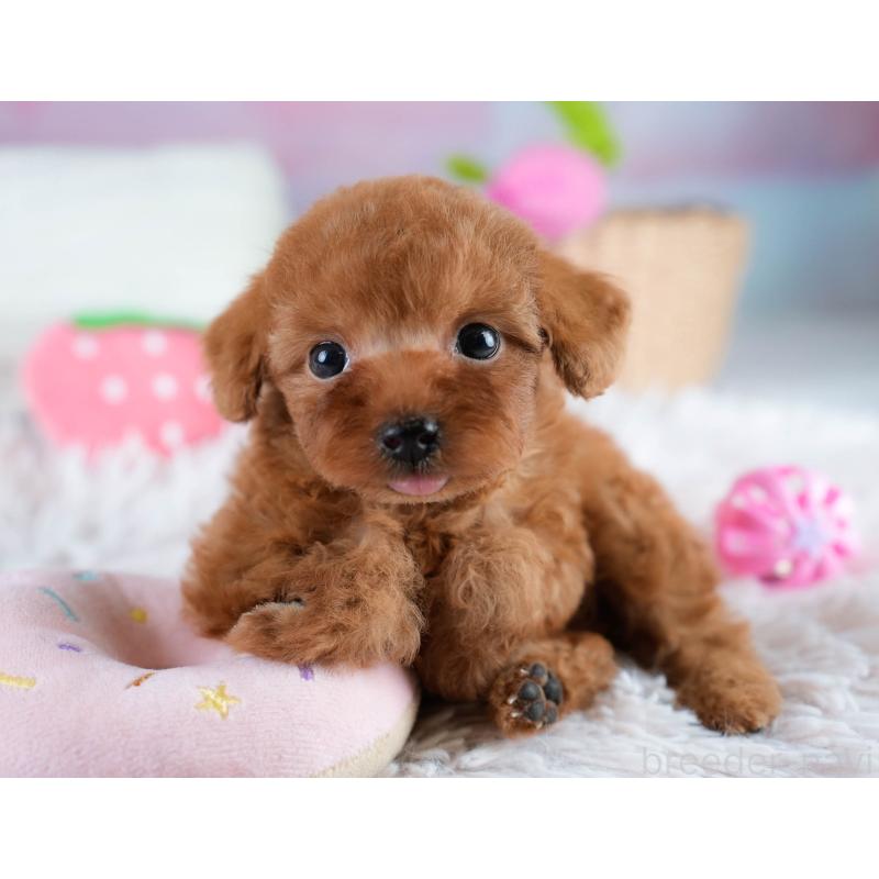 販売中の埼玉県のタイニープードル-431544の5枚目