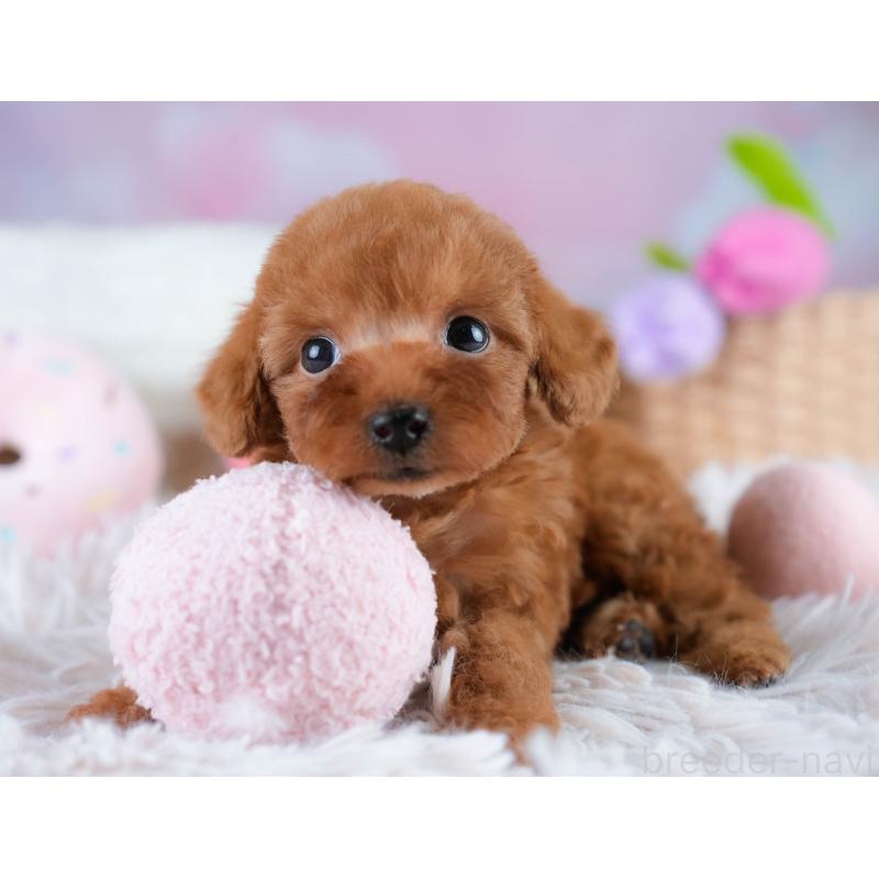 販売中の埼玉県のタイニープードル-431544の4枚目