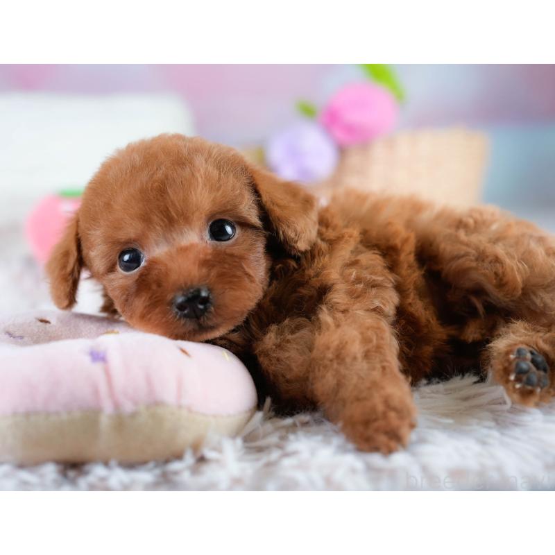 販売中の埼玉県のタイニープードル-431544の3枚目