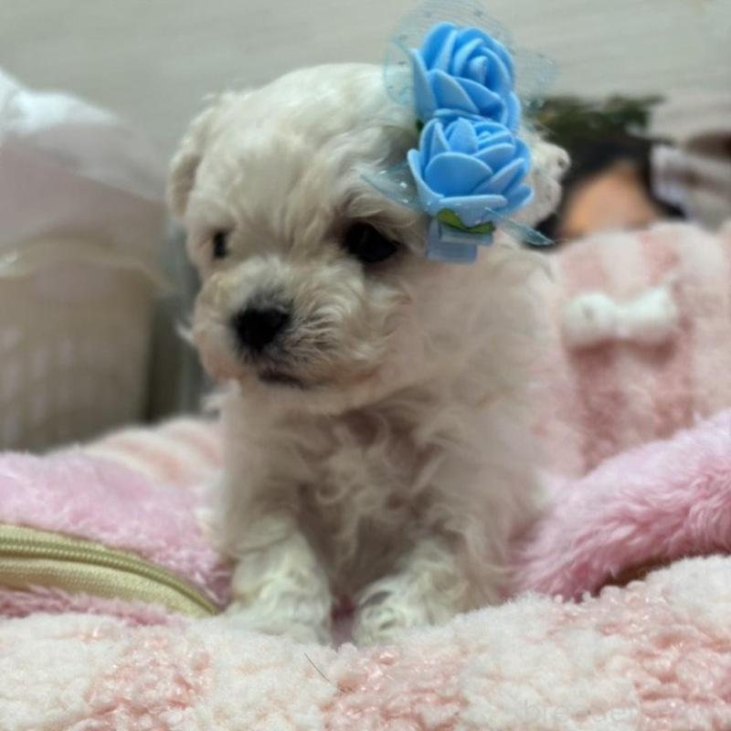 販売中の愛知県のマルチーズ-431546