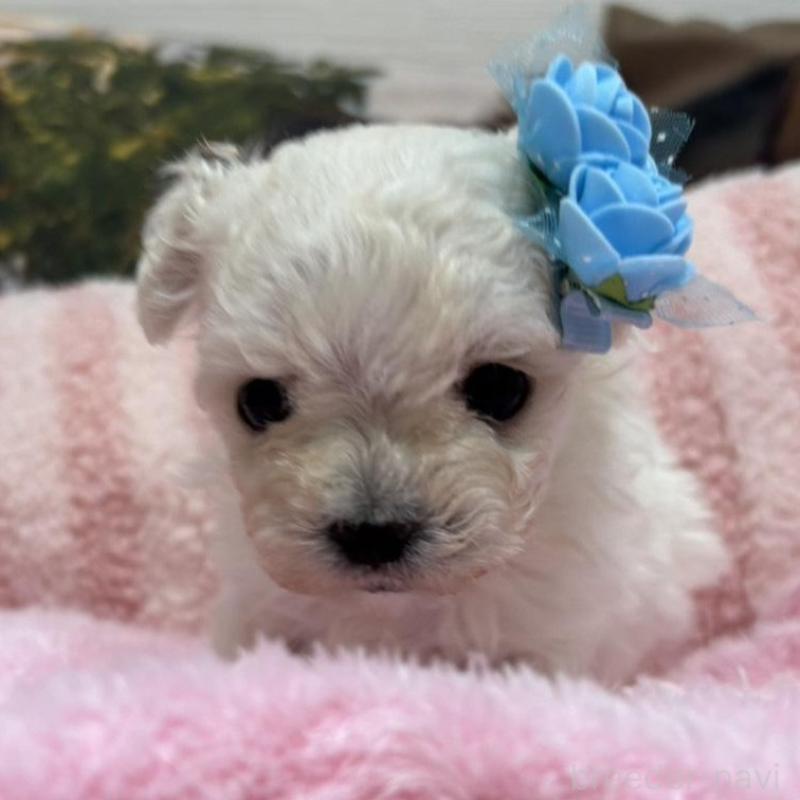 販売中の愛知県のマルチーズ-431546の3枚目