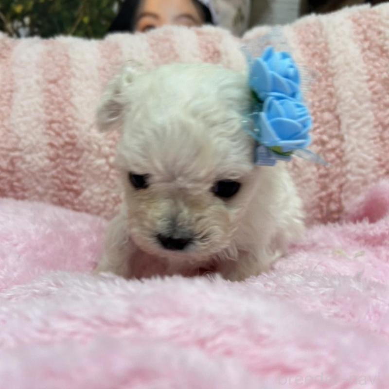 販売中の愛知県のマルチーズ-431546の2枚目