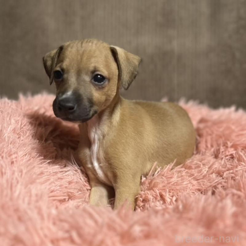 販売中の岩手県のイタリアングレーハウンド(イタグレ)-431549の4枚目