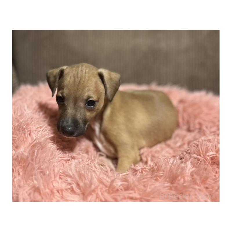 販売中の岩手県のイタリアングレーハウンド(イタグレ)-431549の5枚目