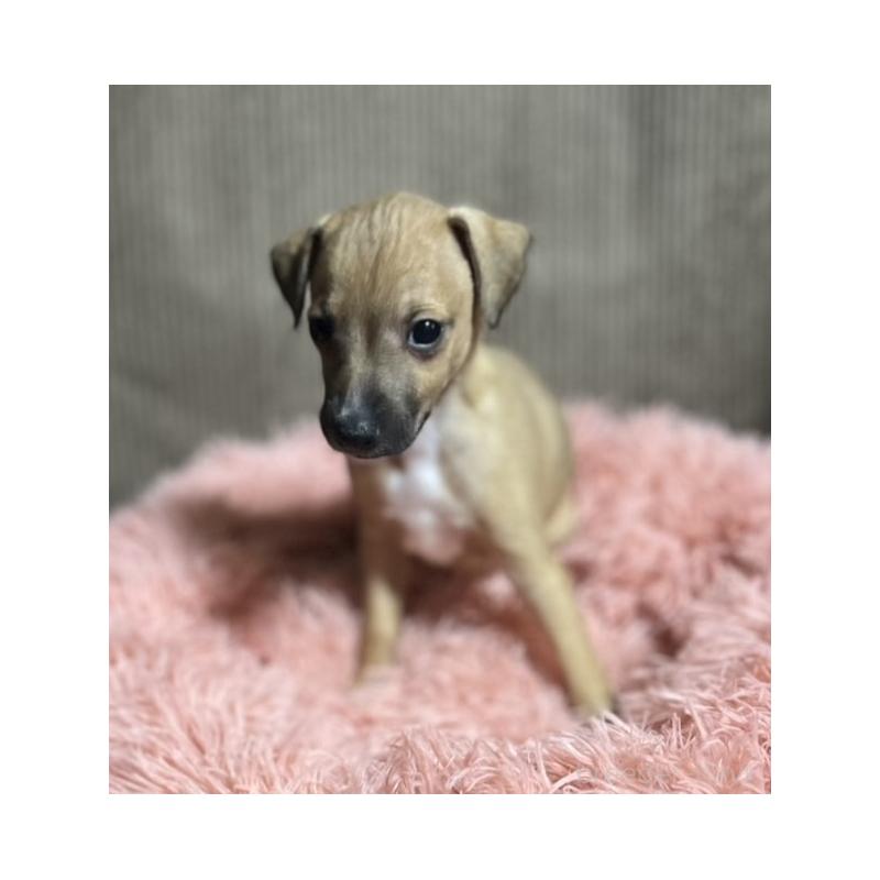 販売中の岩手県のイタリアングレーハウンド(イタグレ)-431549の3枚目