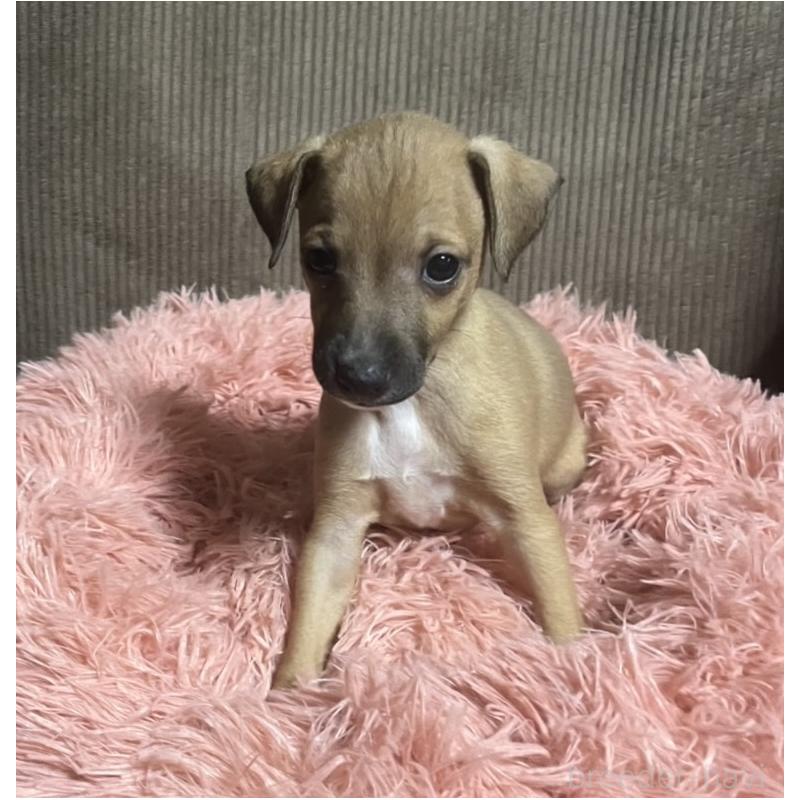 販売中の岩手県のイタリアングレーハウンド(イタグレ)-431549の2枚目