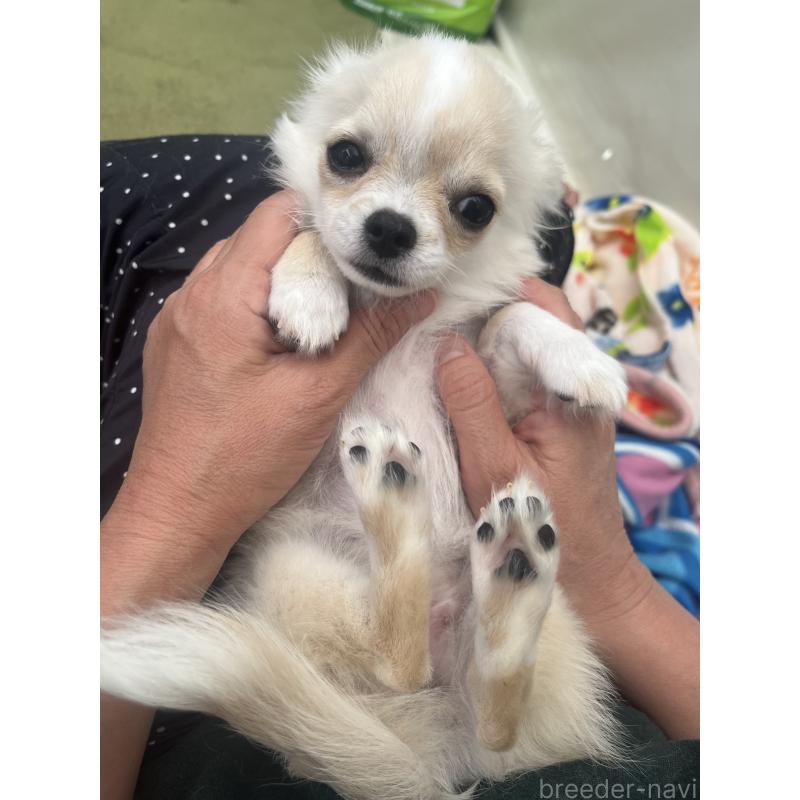 販売中の愛知県のチワワ(ロングコート)-419716の3枚目