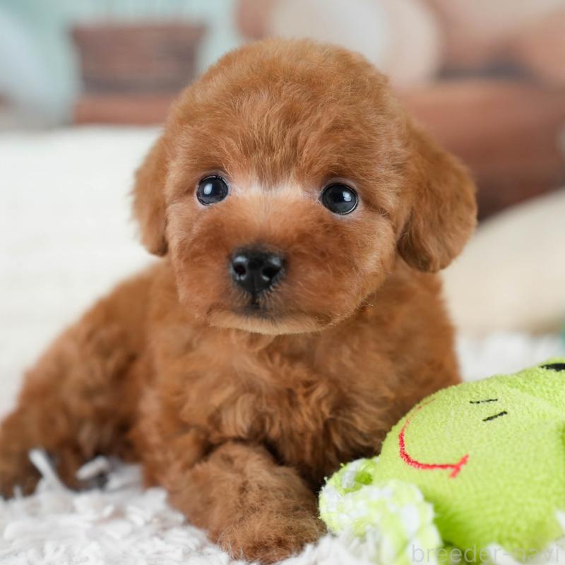 販売中の埼玉県のタイニープードル-431551の1枚目