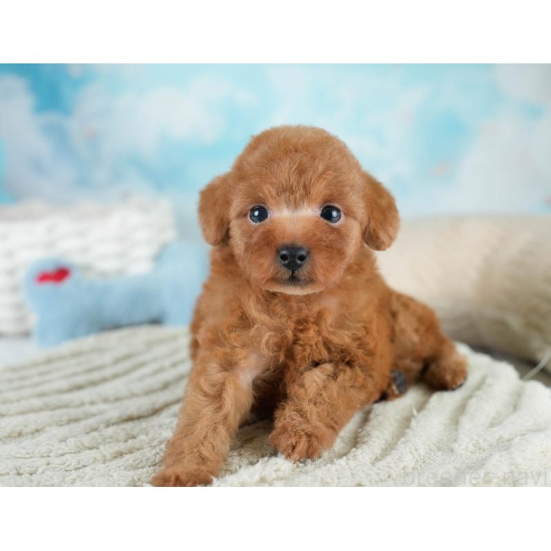 販売中の埼玉県のタイニープードル-431551の8枚目