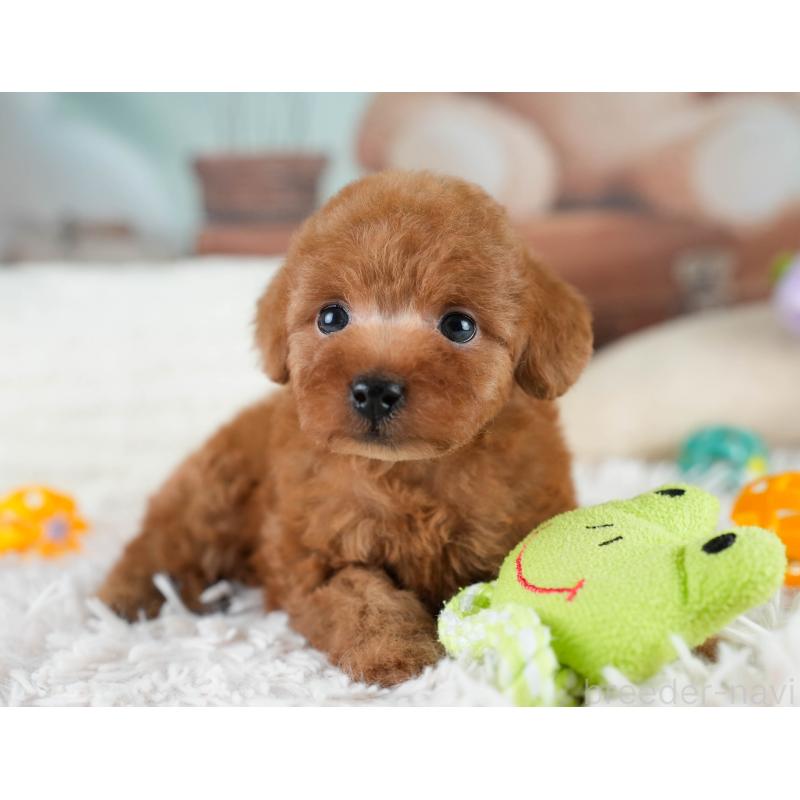 販売中の埼玉県のタイニープードル-431551の7枚目