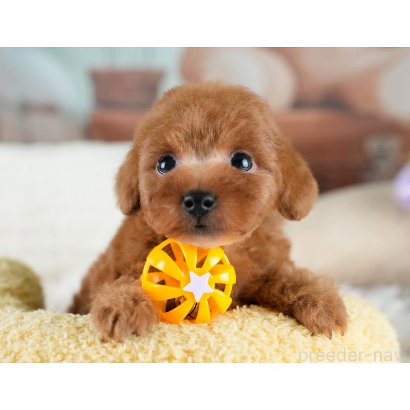 販売中の埼玉県のタイニープードル-431551の6枚目