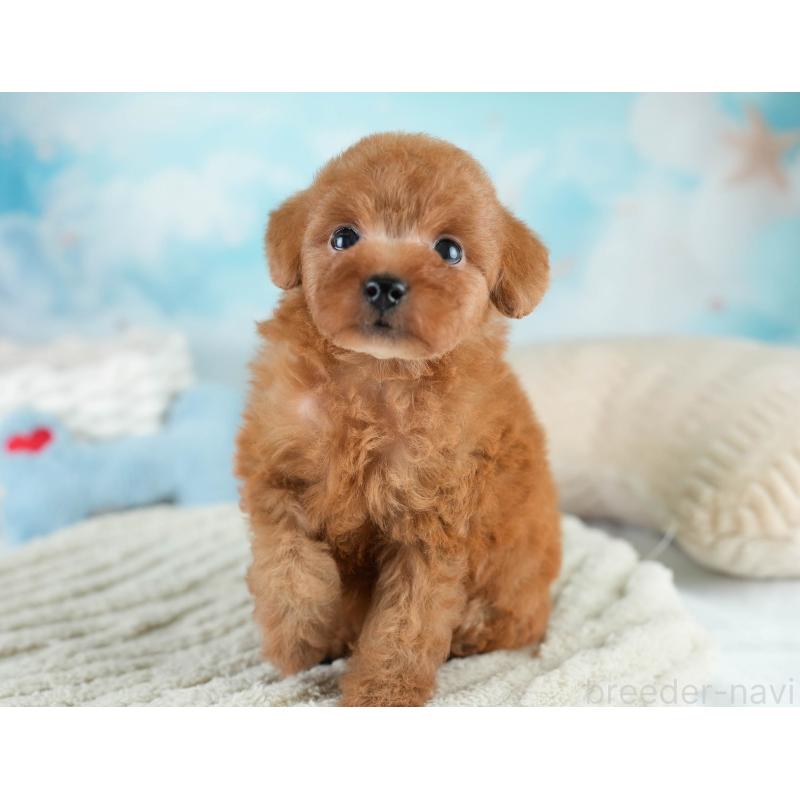 販売中の埼玉県のタイニープードル-431551の5枚目