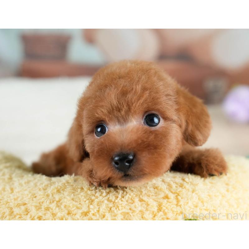 販売中の埼玉県のタイニープードル-431551の4枚目