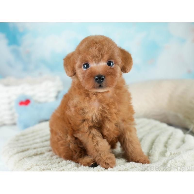 販売中の埼玉県のタイニープードル-431551の3枚目