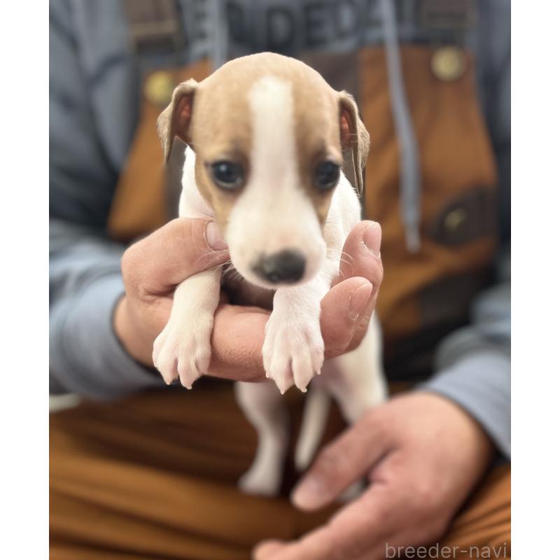 販売中の岩手県のイタリアングレーハウンド(イタグレ)-431553の5枚目