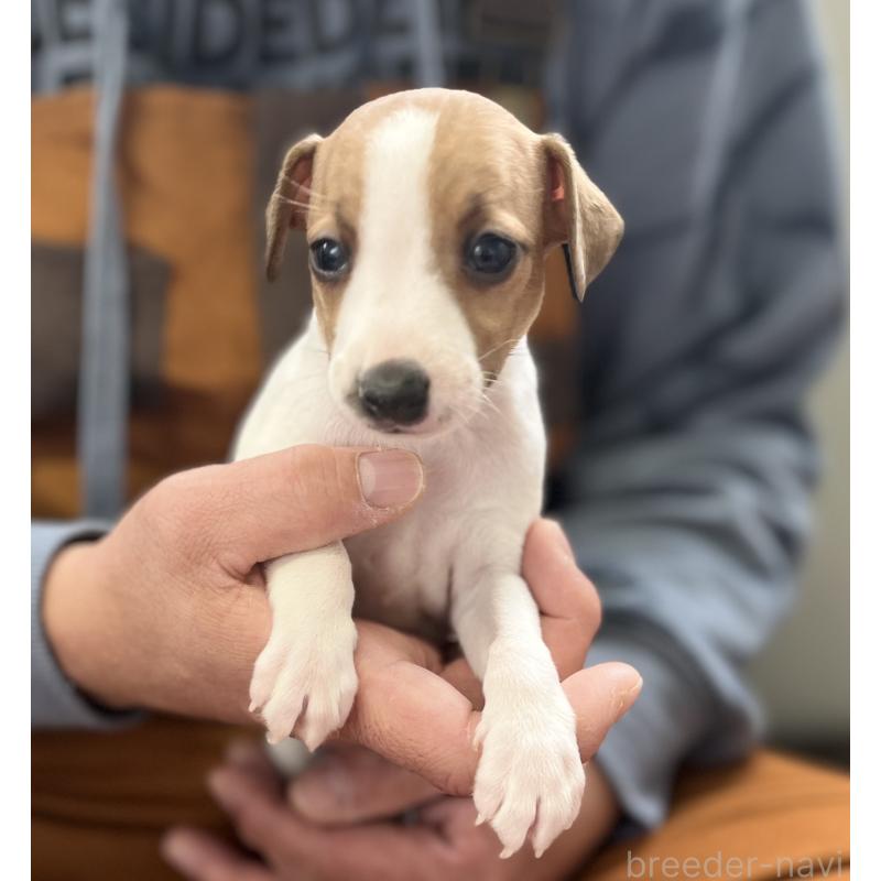 販売中の岩手県のイタリアングレーハウンド(イタグレ)-431553の4枚目