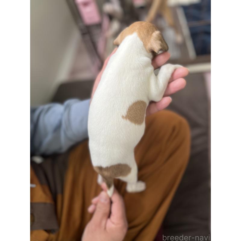 販売中の岩手県のイタリアングレーハウンド(イタグレ)-431553の3枚目