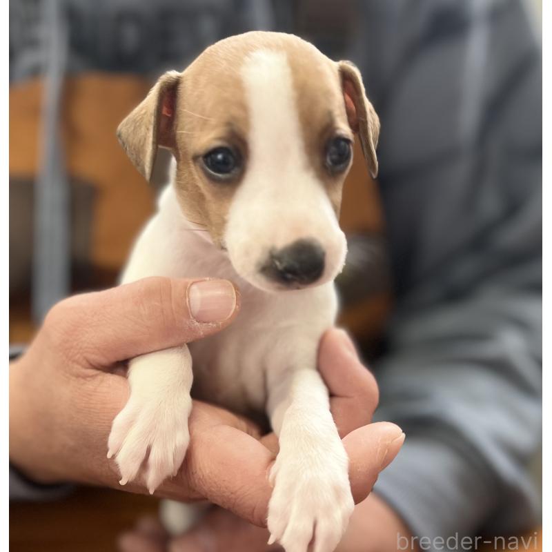 販売中の岩手県のイタリアングレーハウンド(イタグレ)-431553の2枚目