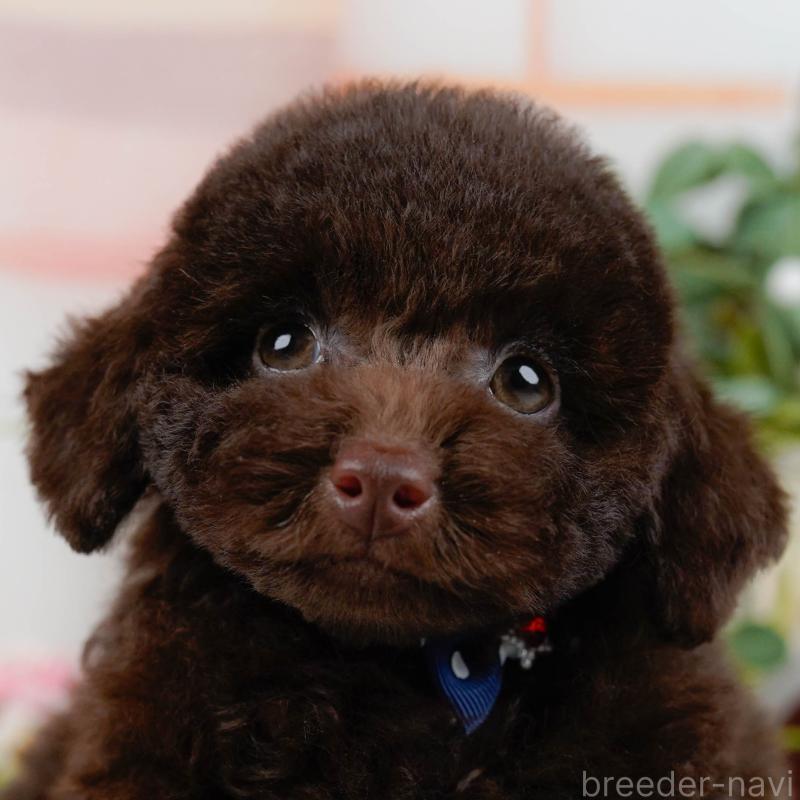 販売中の神奈川県のトイプードル-431558