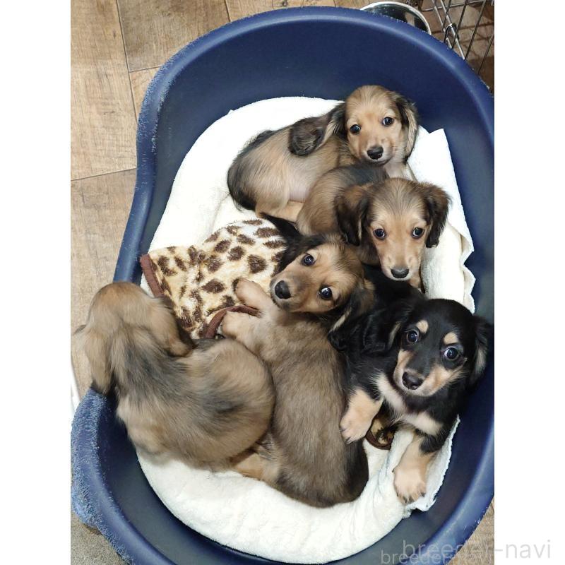 販売中の愛知県のミニチュアダックスフンド(ロングヘアード)-431557の6枚目