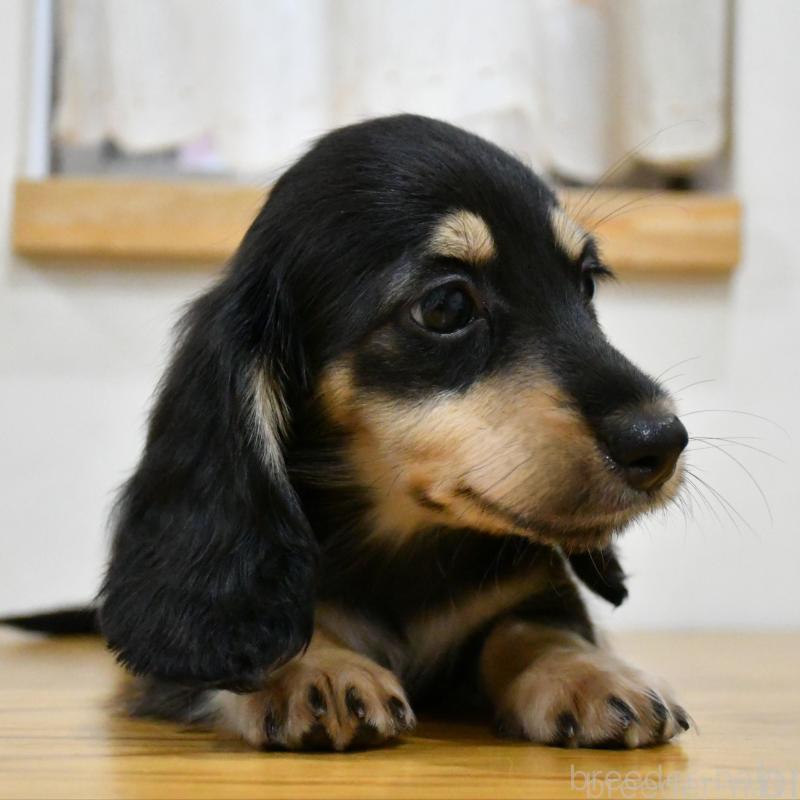 販売中の愛知県のミニチュアダックスフンド(ロングヘアード)-431557の5枚目