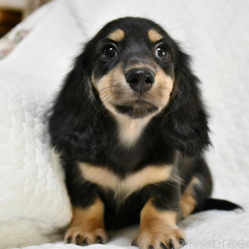 販売中の愛知県のミニチュアダックスフンド(ロングヘアード)-431557の1枚目