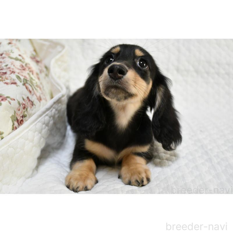 販売中の愛知県のミニチュアダックスフンド(ロングヘアード)-431557の4枚目