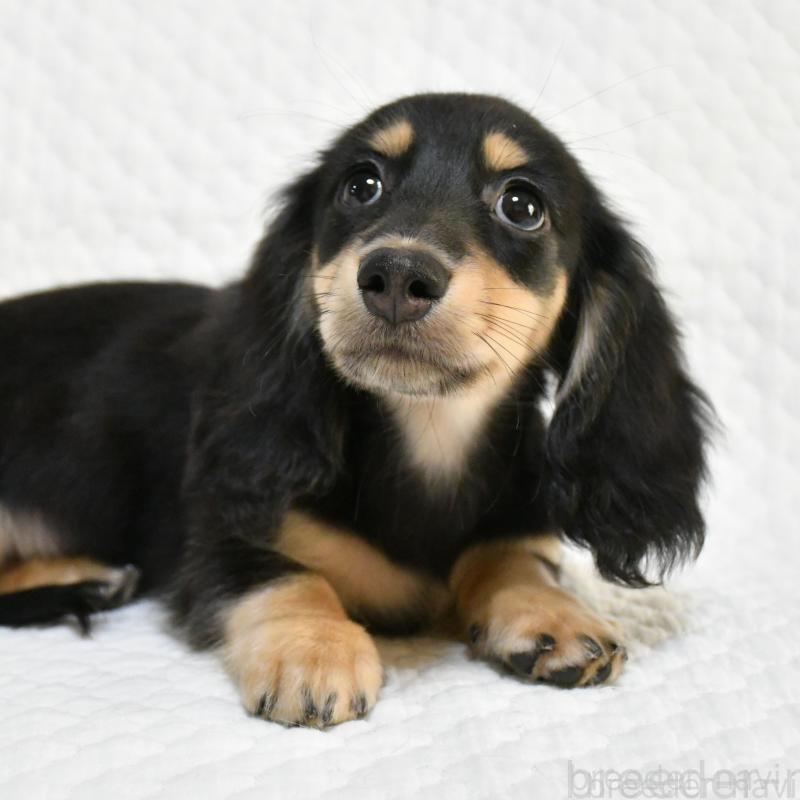 販売中の愛知県のミニチュアダックスフンド(ロングヘアード)-431557の2枚目