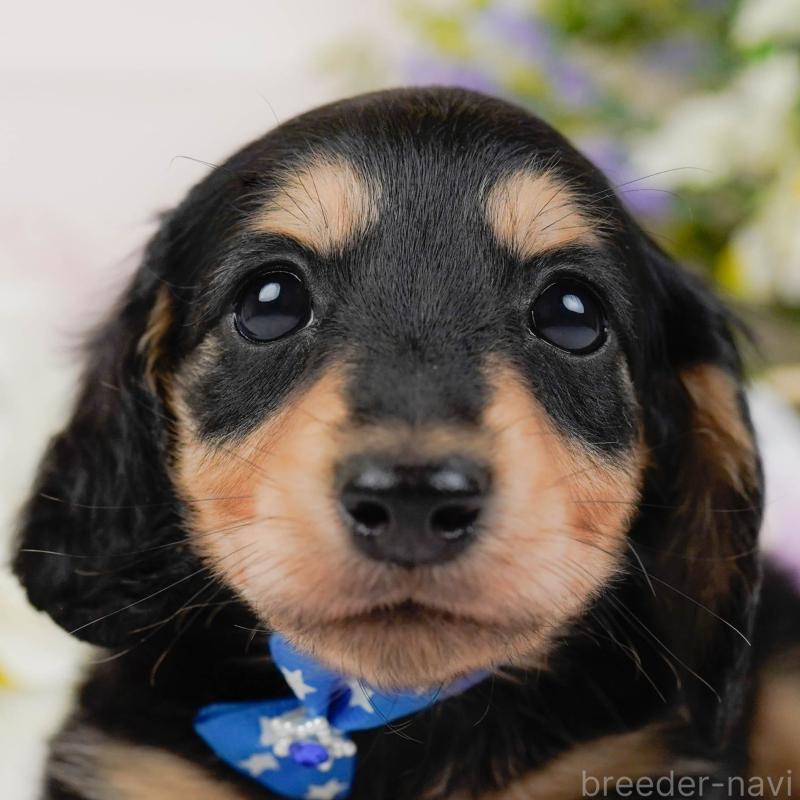 販売中ののカニンヘンダックスフンド(ロングヘアード)-431561