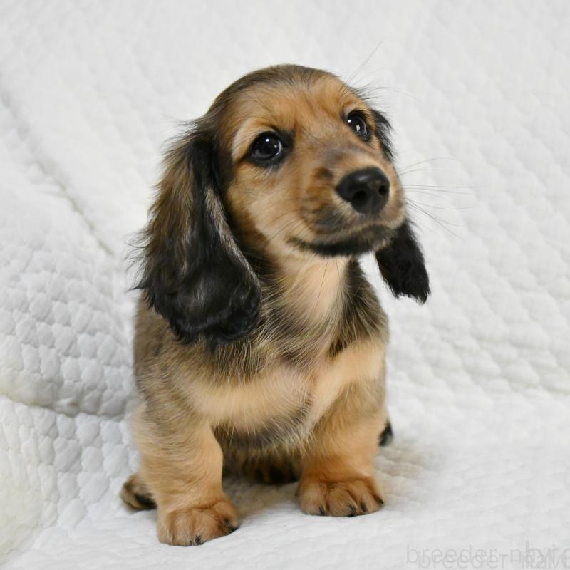 販売中の愛知県のミニチュアダックスフンド(ロングヘアード)-431562の5枚目