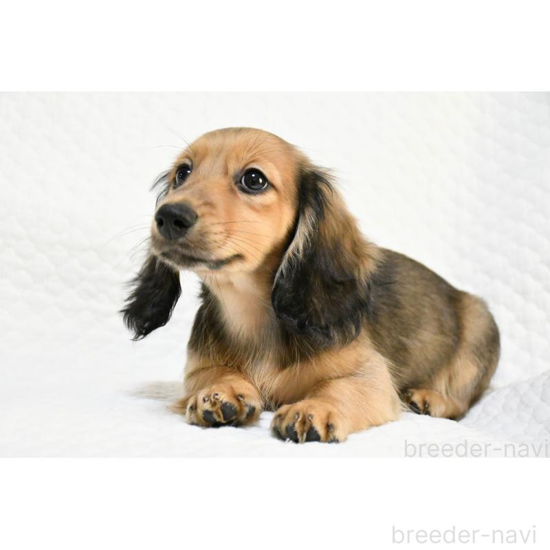 販売中の愛知県のミニチュアダックスフンド(ロングヘアード)-431562の3枚目