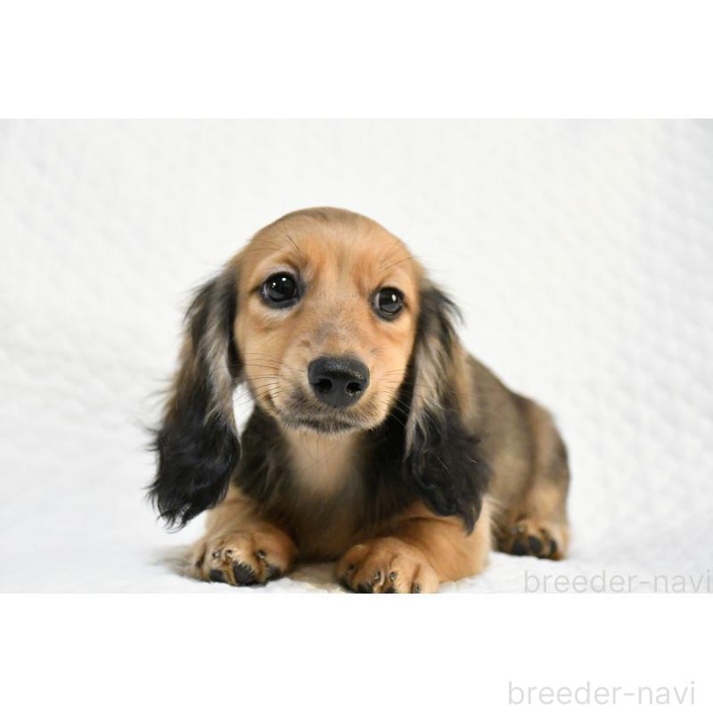 販売中の愛知県のミニチュアダックスフンド(ロングヘアード)-431562の4枚目