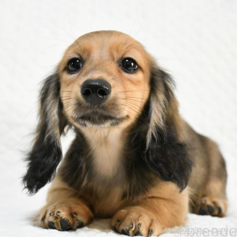 販売中の愛知県のミニチュアダックスフンド(ロングヘアード)-431562