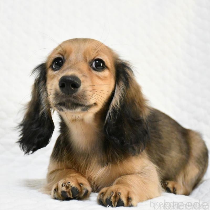 販売中の愛知県のミニチュアダックスフンド(ロングヘアード)-431562の2枚目