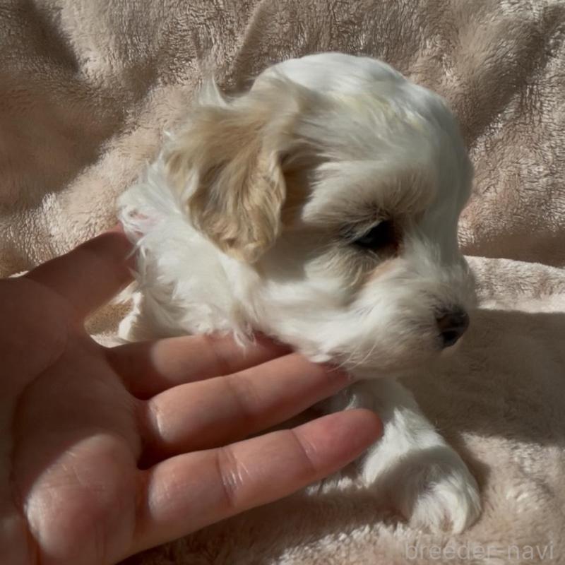 販売中の愛媛県のミックス犬-431563の4枚目