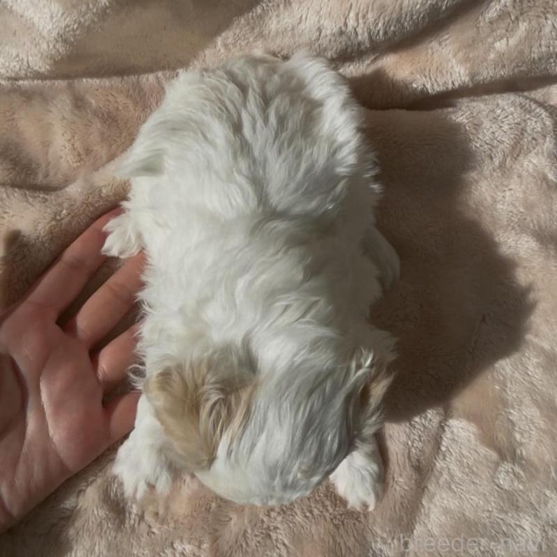 販売中の愛媛県のミックス犬-431563の3枚目