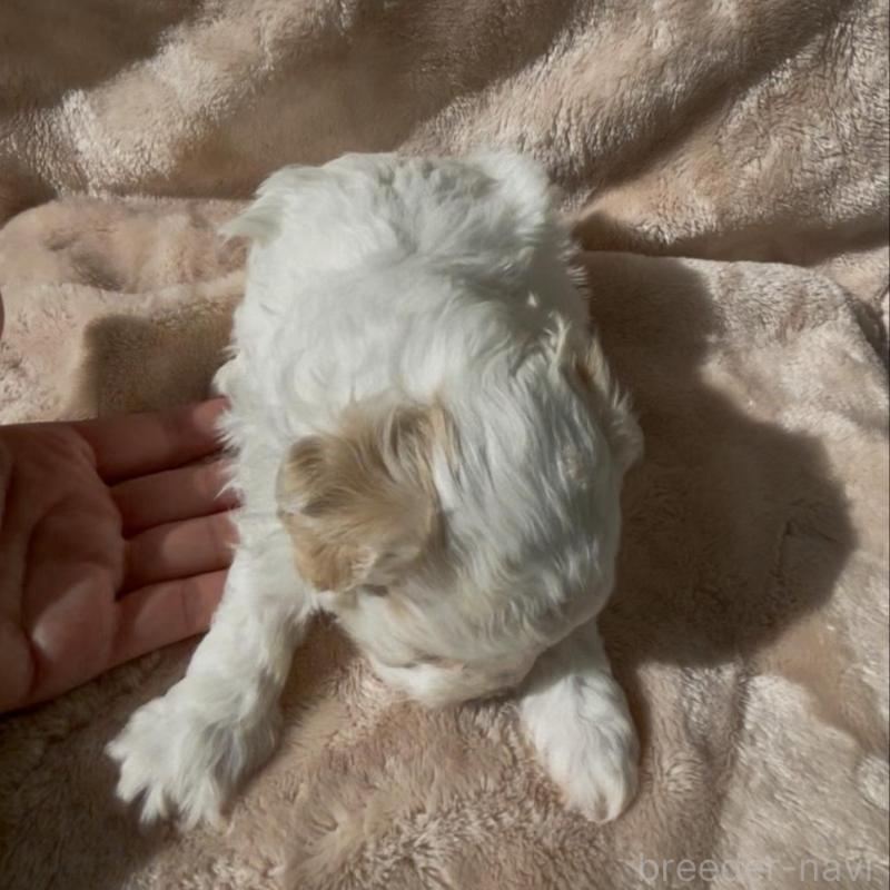 販売中の愛媛県のミックス犬-431563の2枚目