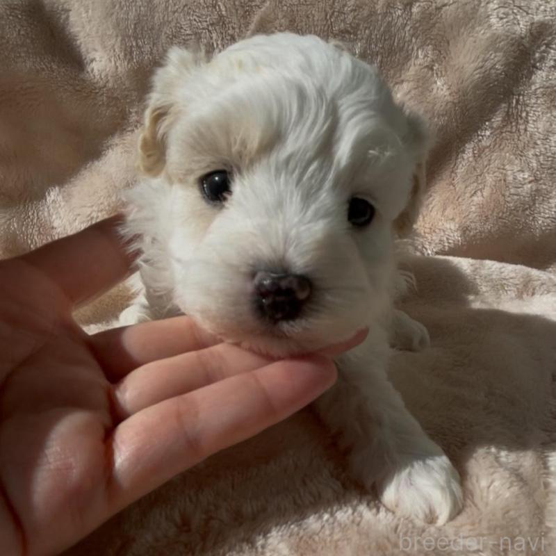 販売中の愛媛県のミックス犬-431563