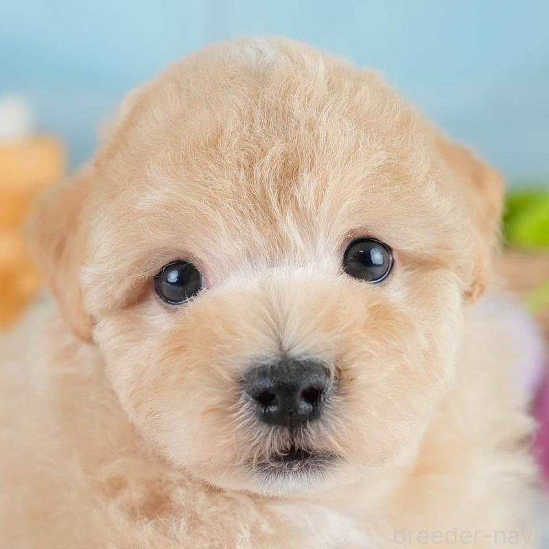 販売中の埼玉県のマルプー:マルチーズ×トイプードル-431567の1枚目