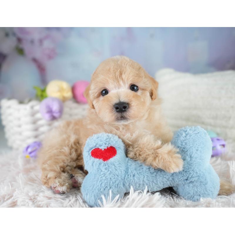 販売中の埼玉県のマルプー:マルチーズ×トイプードル-431567の9枚目