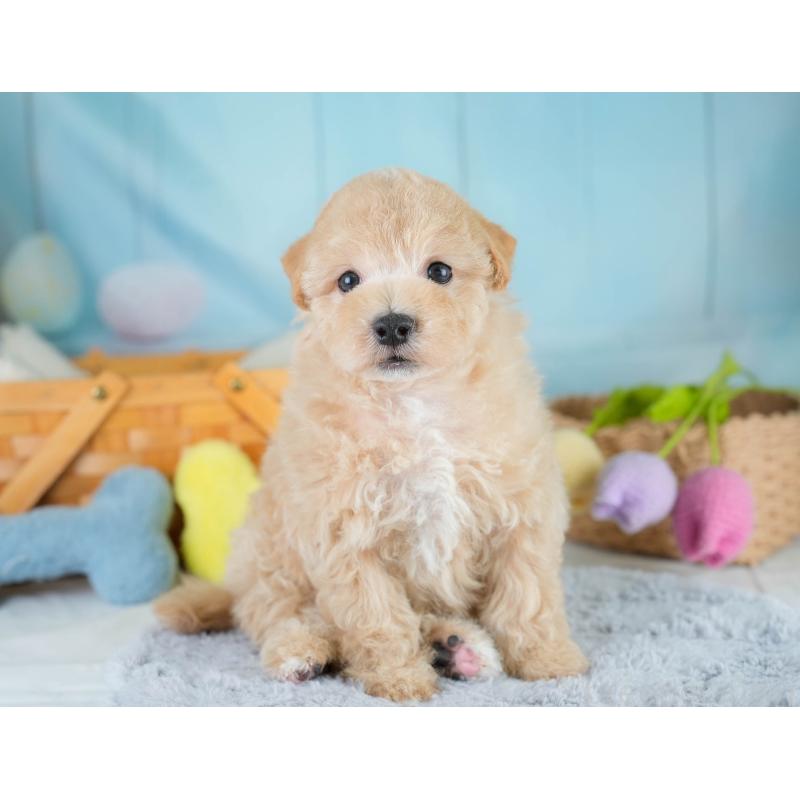 販売中の埼玉県のマルプー:マルチーズ×トイプードル-431567の8枚目