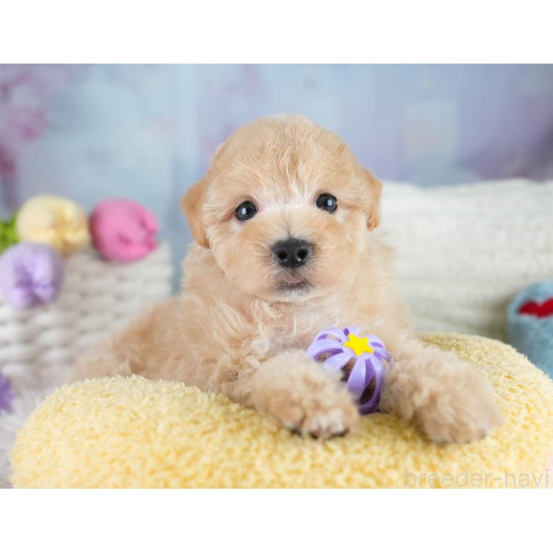 販売中の埼玉県のマルプー:マルチーズ×トイプードル-431567の7枚目