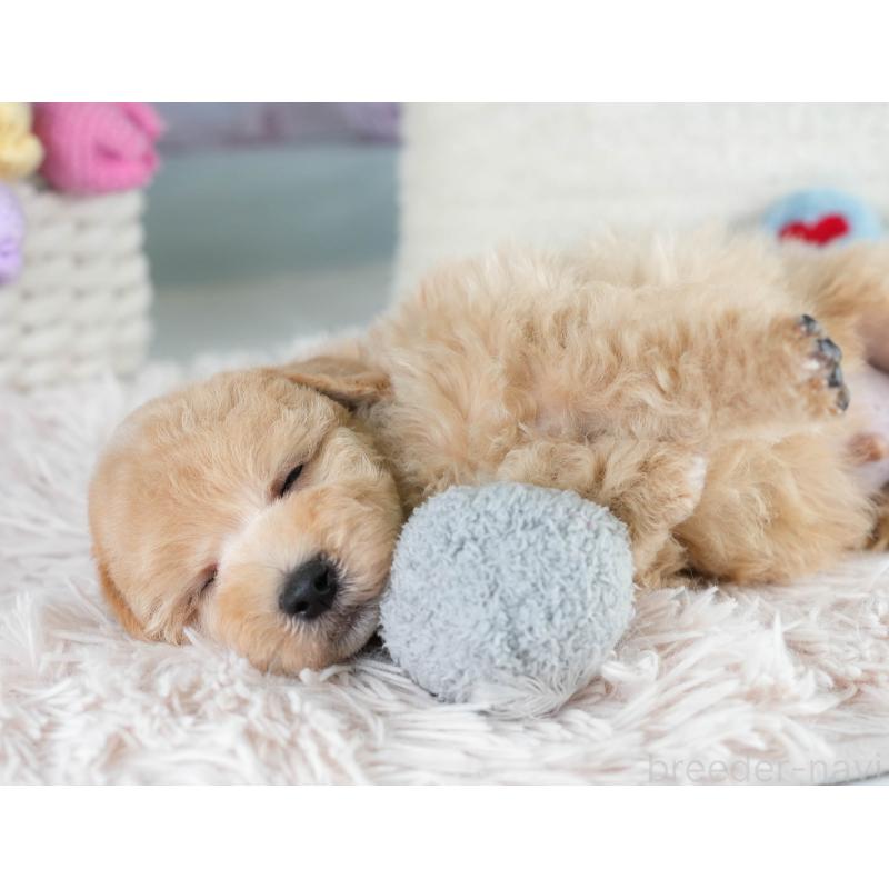 販売中の埼玉県のマルプー:マルチーズ×トイプードル-431567の6枚目