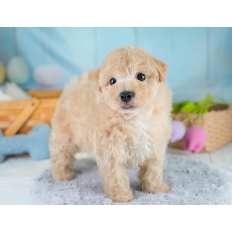 販売中の埼玉県のマルプー:マルチーズ×トイプードル-431567の5枚目